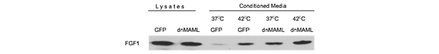 Prudovsky Fig 3