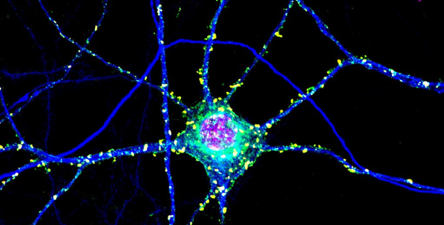Signaling in neurons