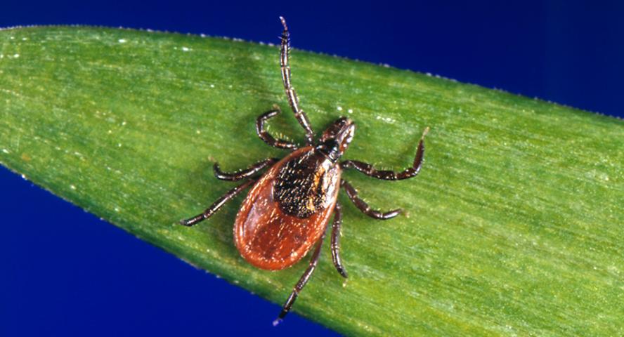 tick on a leaf