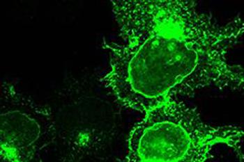 enlarged image of cell